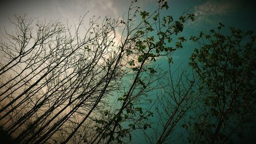 Low angle view of bare trees against sky