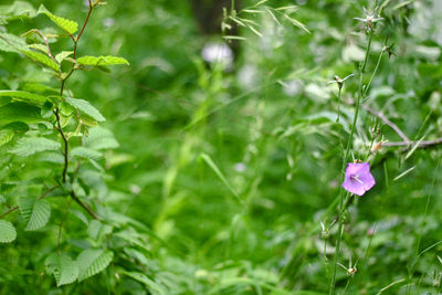 Close-up of pink flowers growing on plant