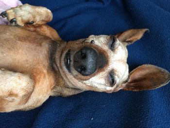 Close-up portrait of a dog resting