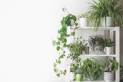 Potted plant against white background