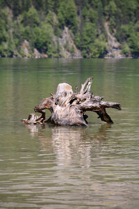 Close-up of animal skull on lake