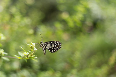 Butterfly on leaf