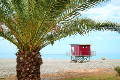 Green palm tree on the empty beach with red lifeguard hut in the background