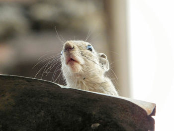 Close-up of squirrel