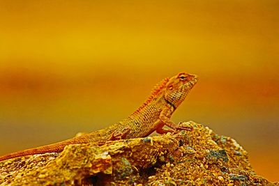 Close-up of lizard