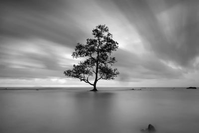 Tree on landscape against sky