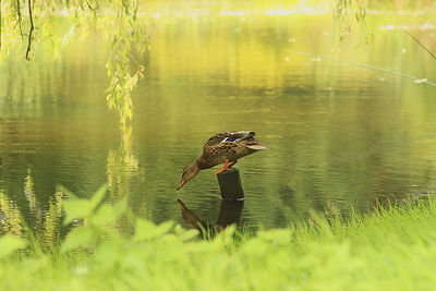 Bird on a lake