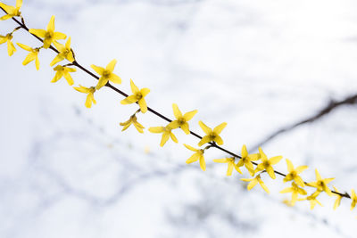 Low angle view of yellow plant against sky during winter