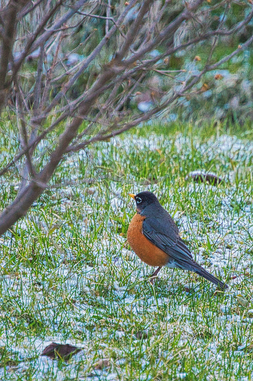 VIEW OF BIRD PERCHING ON TREE