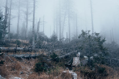 Trees on field in forest during winter