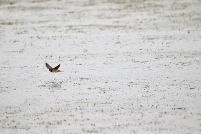 Swallow flying over lake