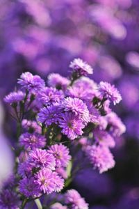 Close-up of purple flowering plant