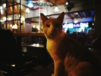 Close-up of cat sitting in illuminated room
