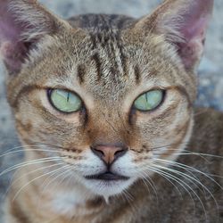 Close-up portrait of a cat