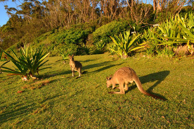 Eastern grey kangaroos standing on grassy field