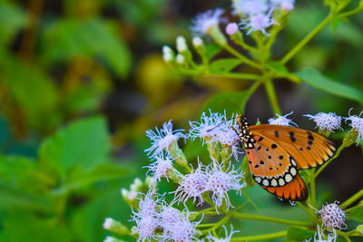Close-up of butterfly pollinating on purple flower