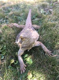 High angle view of lizard on land