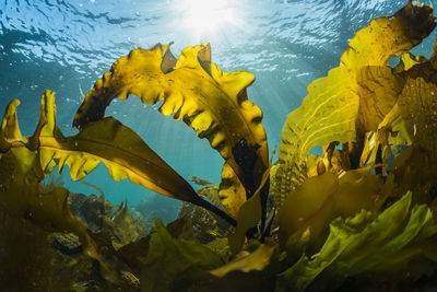 Sunlight shining down on a forest of seaweed