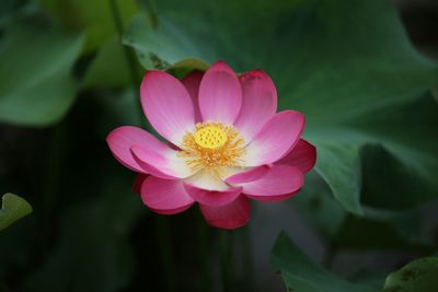 Close-up of pink lotus water lily in pond