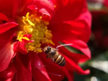 Close-up of bee on red flower