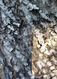 Full frame shot of tree trunk