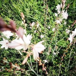 Close-up of flowers growing in field