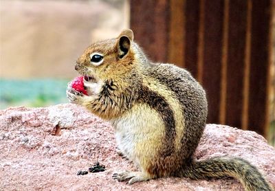 Close-up of squirrel on rock