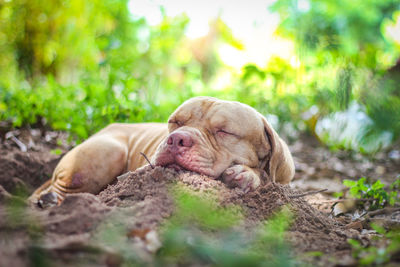 Close-up of a dog relaxing on land