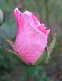 Close-up of pink flowers