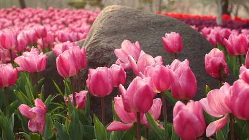 Close-up of pink flowers