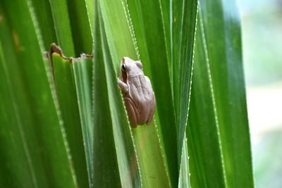 Close-up of insect on leaves