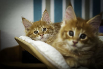 Close-up portrait of a cat