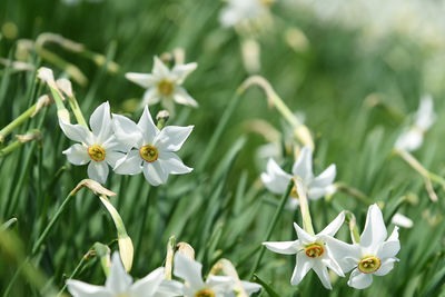 Close-up of white flowering plant