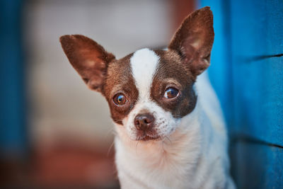 Chihuahua puppy, little dog near house porch. cute small doggy on grass. chihuahua breed