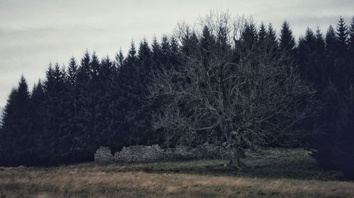 Trees on field in forest during winter