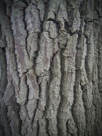 Full frame shot of lizard on tree