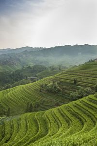 Scenic view of rice field against sky