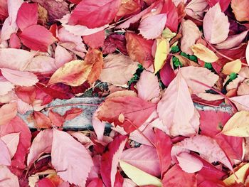 Full frame shot of dry leaves