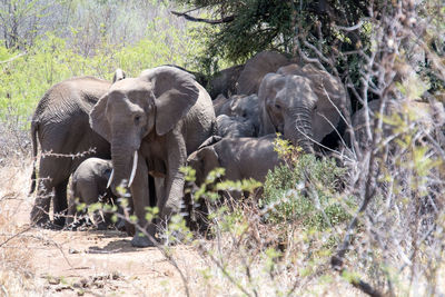 Elephant in a forest
