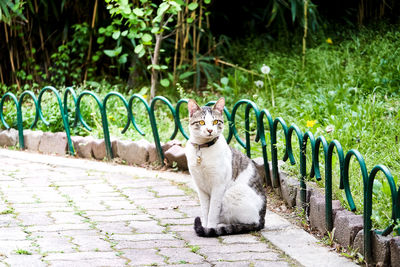 Portrait of cat sitting on plants