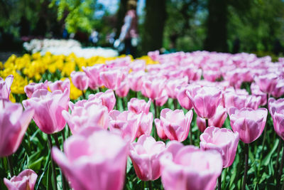 Close-up of pink flowers blooming in park