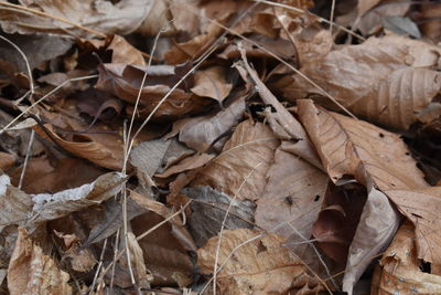 Close-up of dry leaves on field