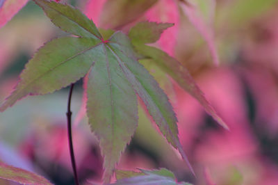 Close-up of pink leaves