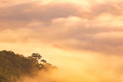 Low angle view of trees against orange sky