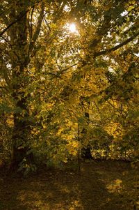 Trees in forest during autumn