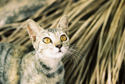 Close-up portrait of a cat