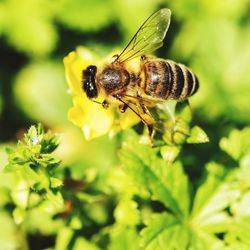 Close-up of bee pollinating on flower