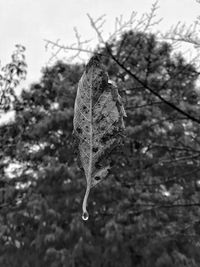 Close-up of leaf on tree