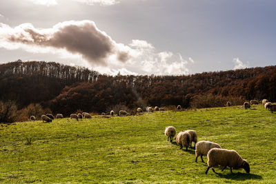 Sheep grazing in a field