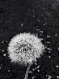 Close-up of dandelion flower